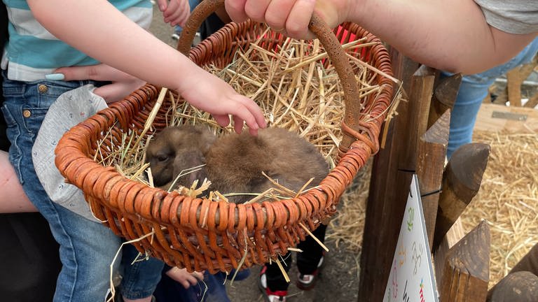 Kaninchen im Korb zum Streicheln auf dem Maimarkt in Mannheim.