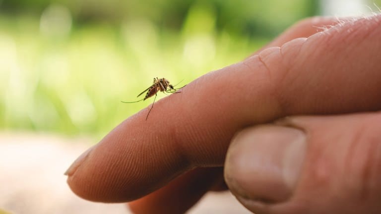 Eine Mosquito auf einem menschlichen Finger.