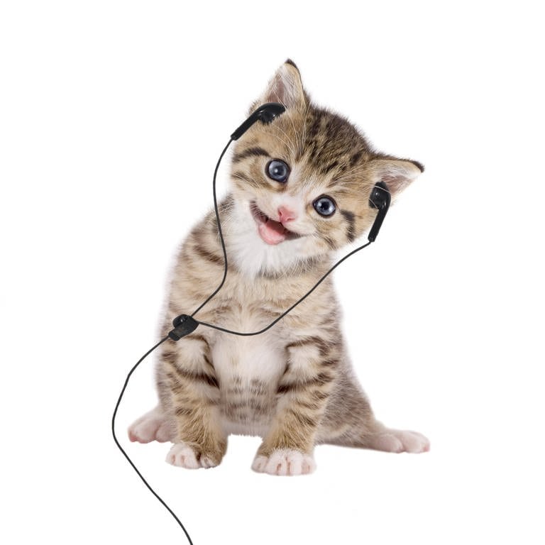 Ein amerikanisches Forschungsteam hat Musik extra für Katzen komponiert. Da kommen z.B. bestimmte Frequenzen und Geschwindigkeiten vor, die Katzen angeblich besonders gefallen. Ob Katzen aber wirklich musikalisch sind?