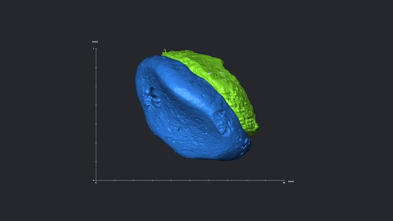 3D-Abbild des Fingerglieds eines Denisova-Menschen. Blau gekennzeichnet ist das Gelenk, der Rest des Knochens ist in Grün dargestellt. 