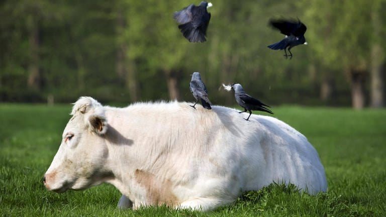 Vogel rupft Fell einer Kuh für Nestbau. (Foto: IMAGO, IMAGO / imagebroker)