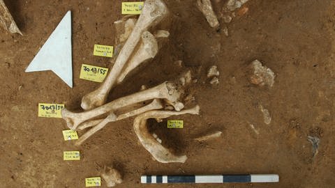 Herxheim, menschliche Unterarmknochen und Unterkiefer