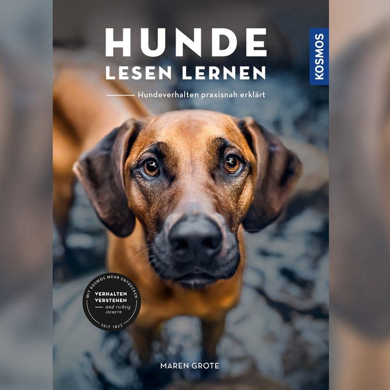 Das Cover zum Buch "Hunde lesen lernen" von Maren Grote. Ein Hund schaut mit "Dackelblick" in die Kamera