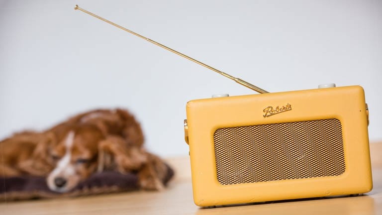 Hund hört Radio