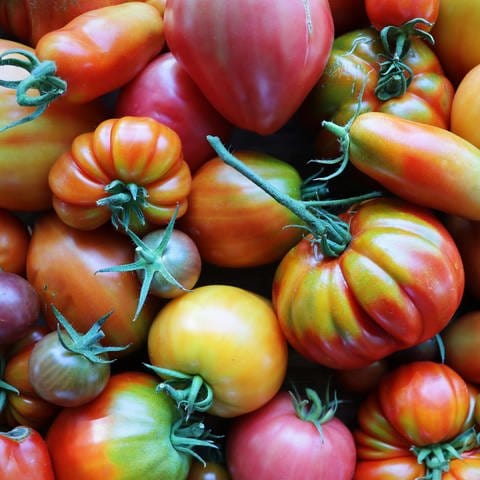 Exotische und seltene Tomatensorten aus Obermoschel (Foto: picture-alliance / Reportdienste, picture alliance / Shotshop | Vaivirga)