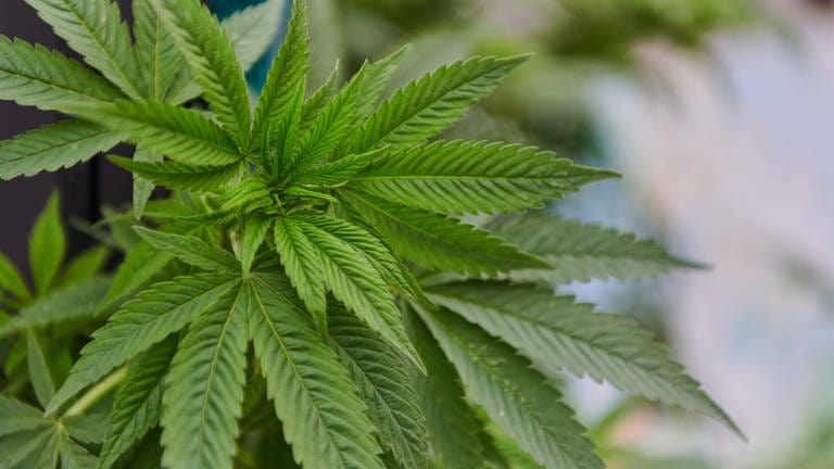 Blätter einer Cannabis-Pflanze | Passivkiffen – Wie gesundheitsschädlich ist es? (Foto: picture-alliance / Reportdienste, picture alliance / Zoonar | BENIS ARAPOVIC)