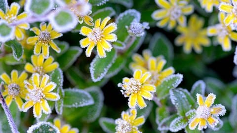 Husarenknopf-Blüten der Sorte Sanvitalia speciosa mit Raureif, Frost  | Eisheiligen im Mai: Sind die alten Bauernregeln noch aktuell?