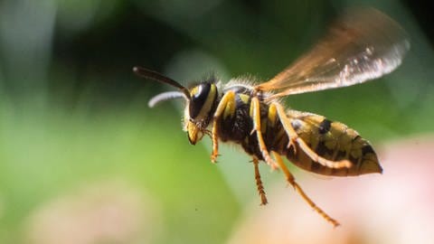 Wespen vertreiben und am Nestbau hindern: Eine Wespe im Flug (Foto: dpa Bildfunk, Picture Alliance)