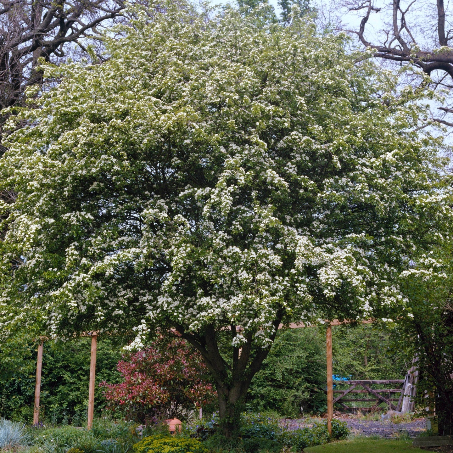 Weißdorn als Baum im Garten pflanzen tolle Blüten und Früchte SWR4