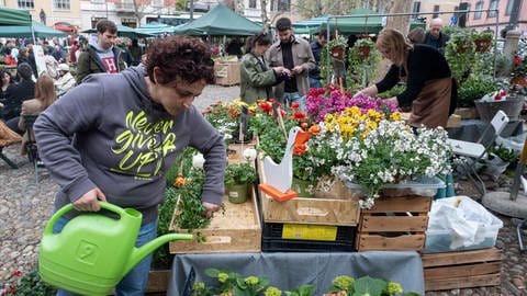 Pflanzen richtig vermehren: Eine Frau gießt ihre Blumen an einem Blumenstand auf dem Wochenmarkt. (Foto: picture-alliance / Reportdienste, Picture Alliance)