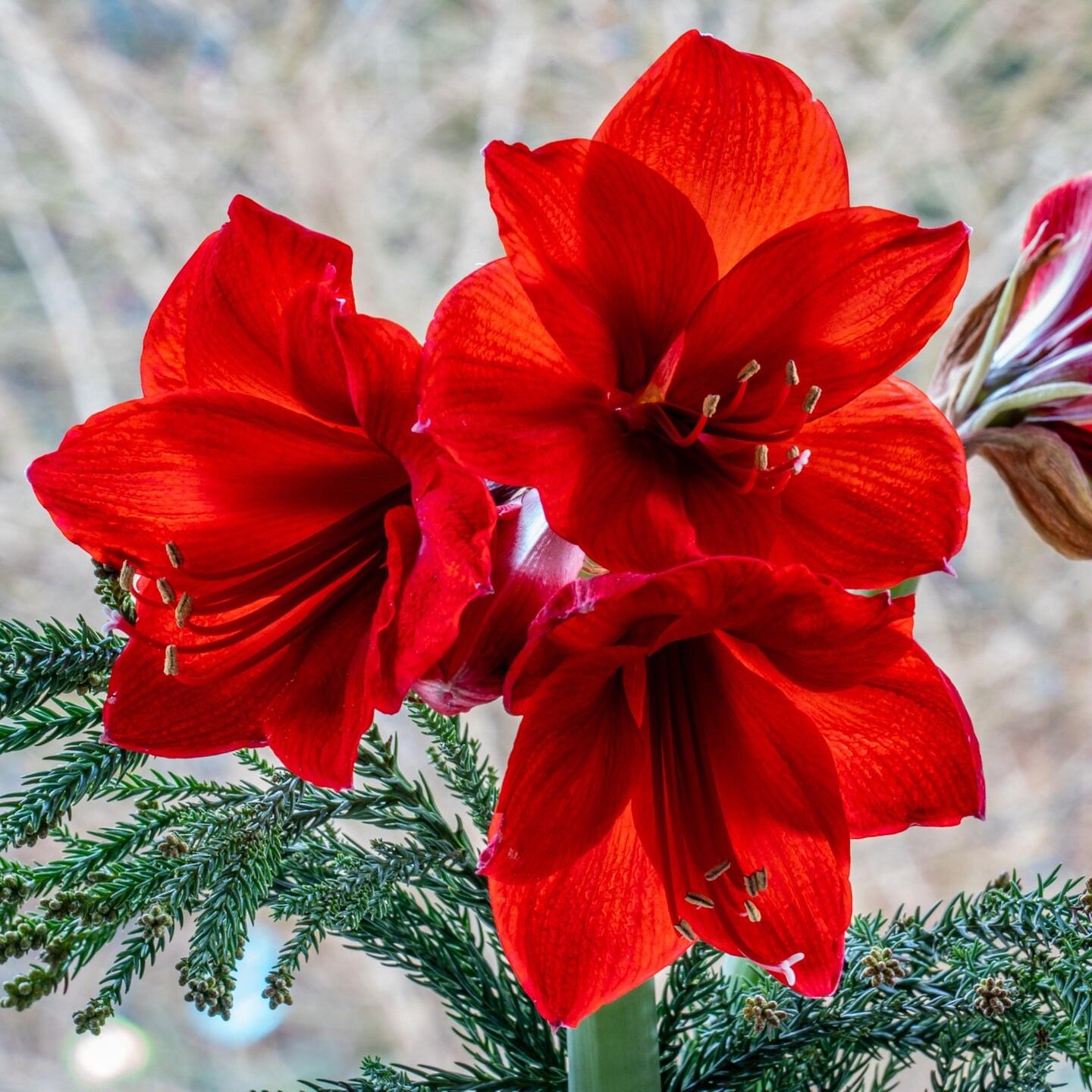 Amaryllis Pflegen Berwintern Und Wieder Zum Bl Hen Bringen Swr