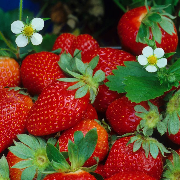 Erdbeeren anbauen und ernten: gepflückte, rote Erdbeeren auf einem Haufen mit Erdbeerblüten.