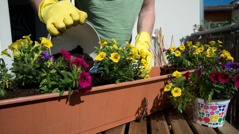 Balkon fit für den Frühling machen: Jemand mit gelben Gummihandschuhen bestückt einen Blumenkasten mit blühenden Pflanzen.