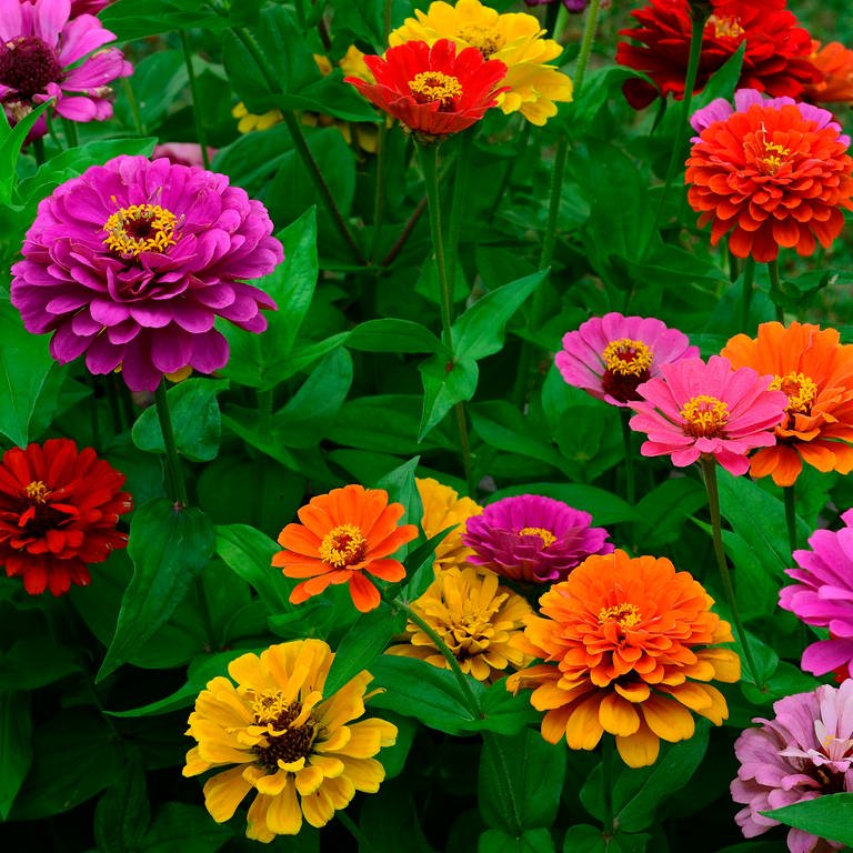 Viele Blumen können Sie selbst aussäen: z.B. prächtig bunte Zinnien, hier in Pink und Orange (Foto: IMAGO, IMAGO / Zoonar)