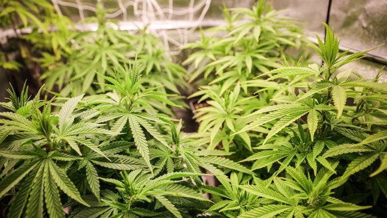 Cannabispflanzen (ca. 4 Wochen alt) in ihrer Wachstumsphase stehen in einem Aufzuchtszelt unter künstlicher Beleuchtung in einem Privatraum. Der Bundestag entscheidet am 23.02.2024 über eine Legalisierung von Cannabis in Deutschland.
