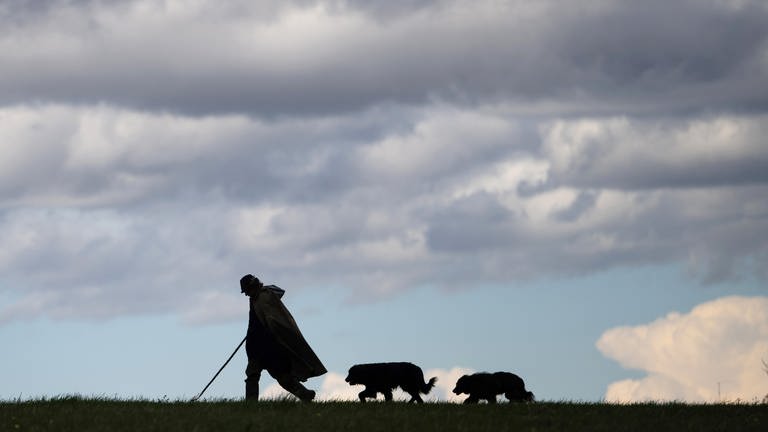 Ein Schäfer geht mit seinen Hunden auf einer Wiese. (Foto: dpa Bildfunk, picture alliance/dpa | Marijan Murat)