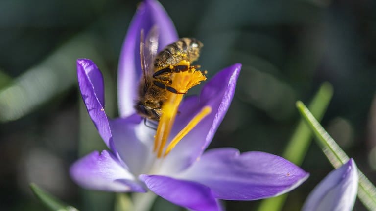 Eine Biene sammelt Pollen.