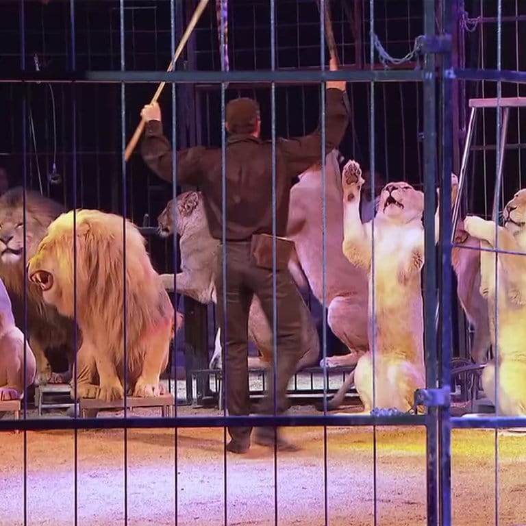 Circus Krone startet Tournee in Ulm mit Löwen und Tigern SWR Aktuell