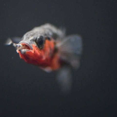 Der Stichling hat eine kleine Fischlarve im Maul. Eine neue Studie stuft ihn als Raubfisch ein. (Foto: Fischereiforschungstelle Langenargen (FFL))