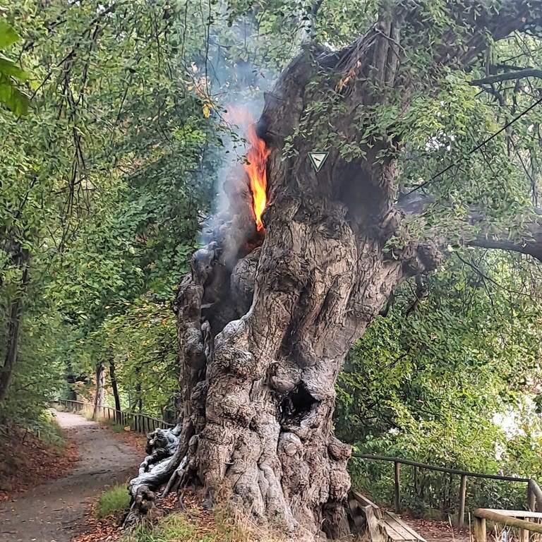 Baumdenkmal Linde in Erolzheim brennt (Foto: Pressestelle, Feuerwehr Erolzheim)