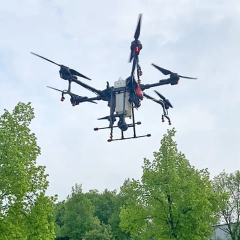 Mit der Drohne geht die Stadtverwaltung gegen die Eichenprozessionsspinner vor. (Foto: Pressestelle, Stadtverwaltung Crailsheim)