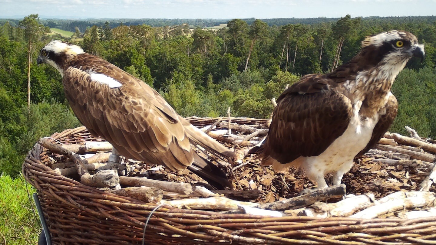 In der Region Rastatt NABU feiert Fischadler Küken in BW SWR Aktuell