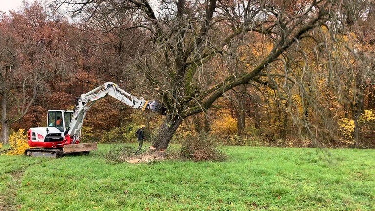 Streit um Obstbäume in Bretten NABU bekommt Recht SWR Aktuell