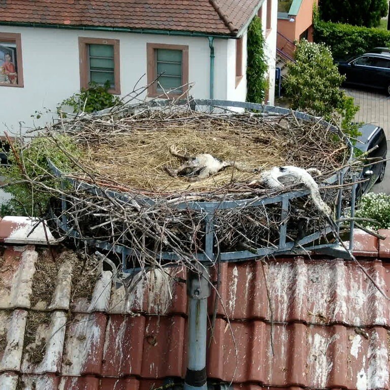 Dauerregen Sorgt F R Viele Tote Jungst Rche Im Kreis Rastatt Swr Aktuell