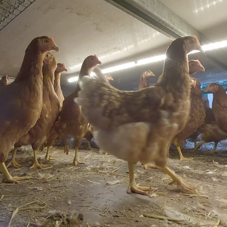 Stallpflicht Wegen Vogelgrippe Endet Am Bodensee Swr Aktuell