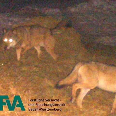 Wölfe in Fotofalle getappt Bald Rudel im Schwarzwald SWR Aktuell