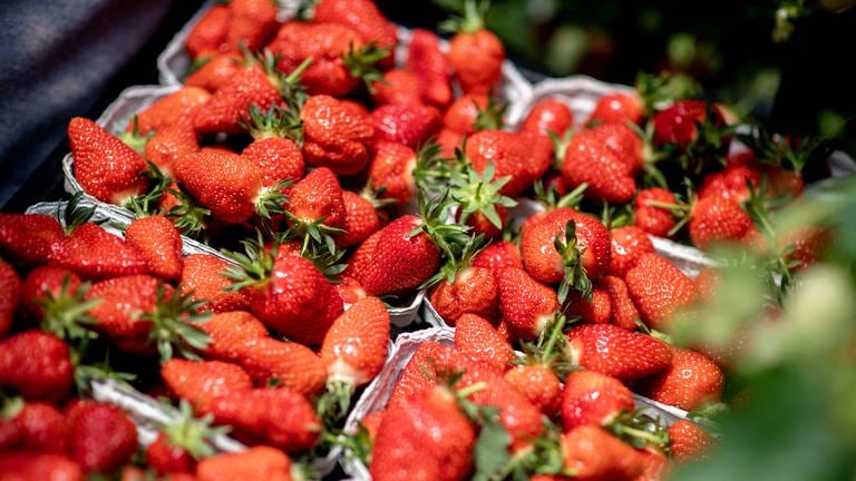 Die Erdbeersaison in Südbaden hat begonnen. (Foto: dpa Bildfunk, picture alliance/dpa | Hauke-Christian Dittrich)