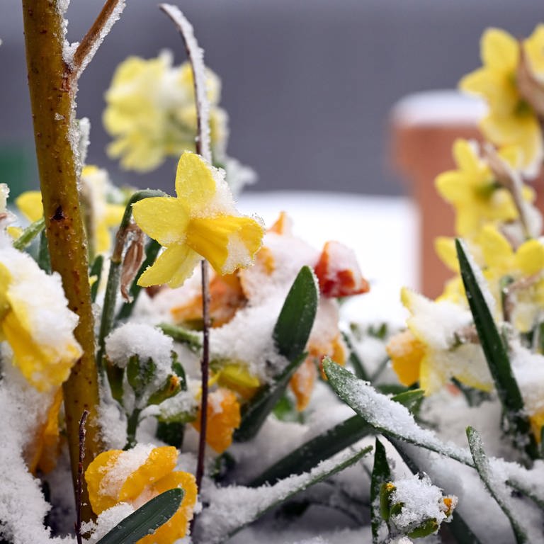Nach dem erneuten Wintereinbruch im April 2024 sind die Osterglocken mit Schnee überzuckert.