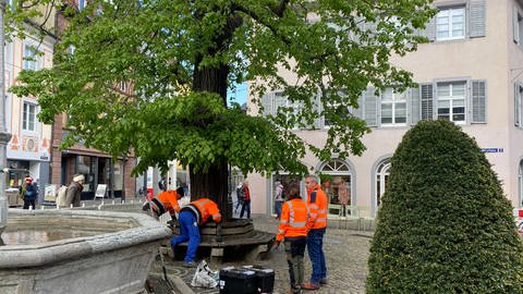Die Linde am Brunnen in Freiburg-Oberlinden ist ein markantes Wahrzeichen der Stadt. Da der Baum seit Jahren schwächelt, musste die Krone bereits mehrfach zurückgeschnitten werden, um den Baum zu erhalten. (Foto: SWR, Sebastian Bargon)