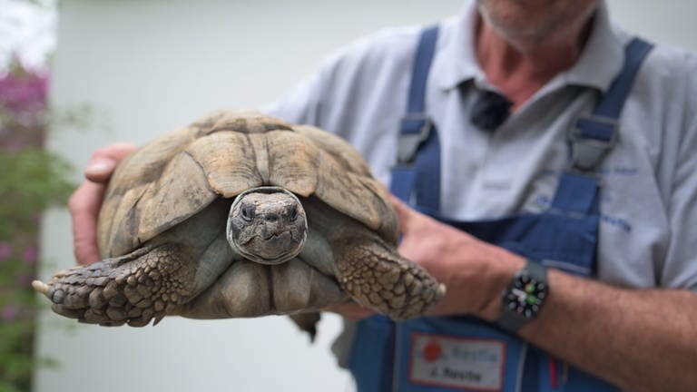 Mausel heißt diese Schildkröte, die in Hechingen lebt. Sie ist mindestens 85 Jahre alt. (Foto: SWR, Jörg Heinkel)