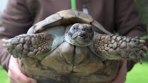 Mausel, die alte Schildkröte aus Hechingen, bleibt ganz ruhig und gelassen, wenn man sie hochhält. (Foto: SWR, Jörg Heinkel)
