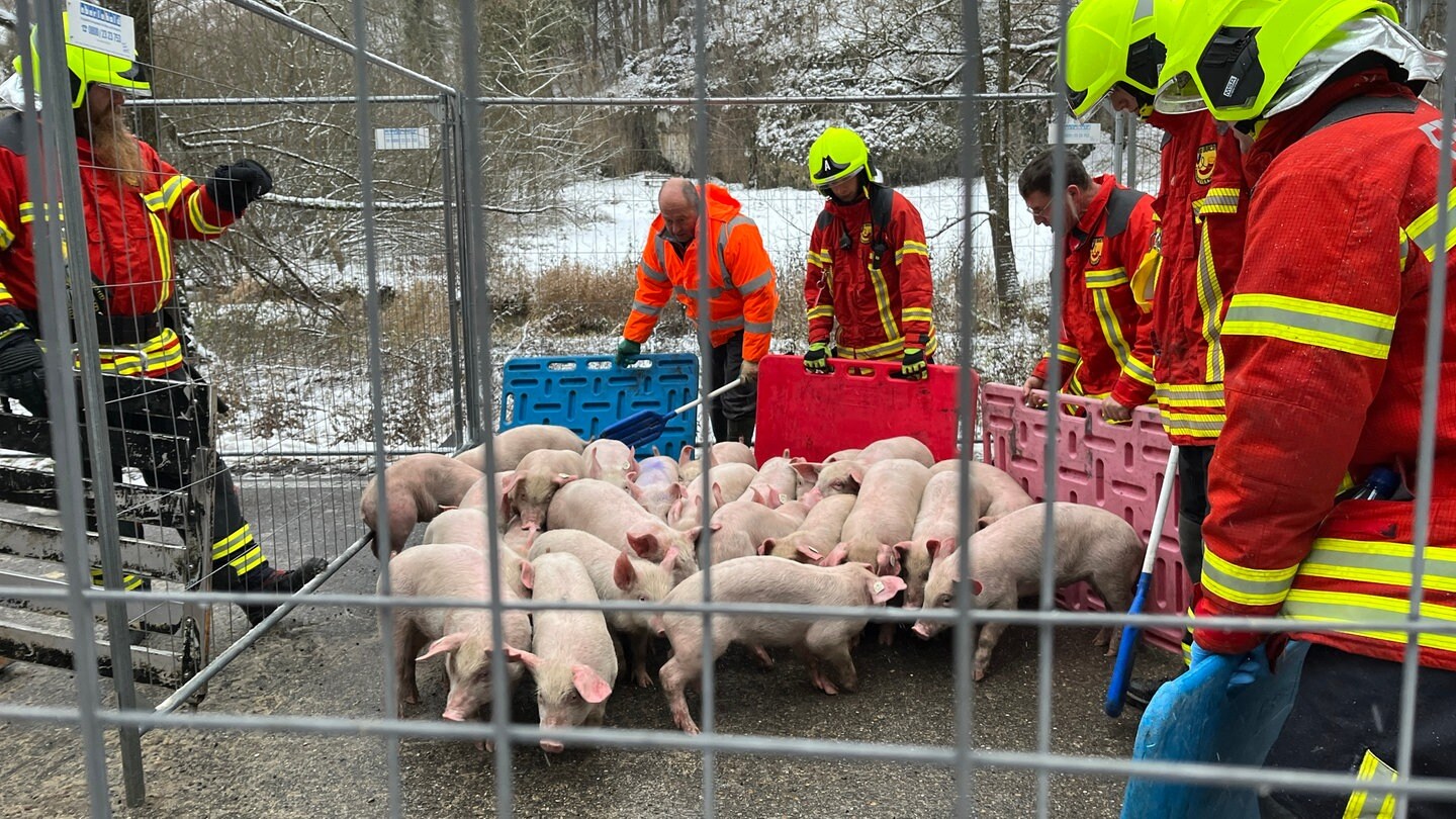 Tiertransporter Mit Ferkeln Bei Bad Urach Umgekippt Swr Aktuell