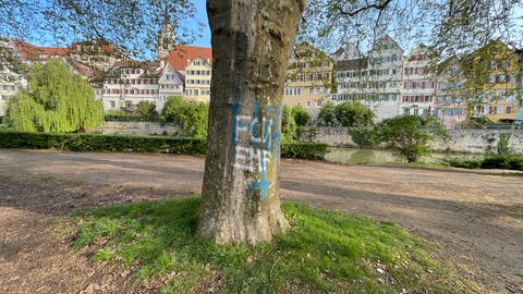 "FCK EMF" als Graffiti auf Bäumen der Platanenallee in Tübingen: OB Palmer hofft auf Hilfe aus der Bevölkerung, damit Sprayer angezeigt werden. (Foto: SWR, Tobias Rager)