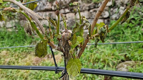 Reben der Sorte Cabernet Jura sind erfroren: Frostschäden im Weinbau in der Region Neckar-Alb bei Tübingen
