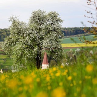 Apfelpflücken für alle Was auf Streuobstwiesen erlaubt ist SWR Aktuell