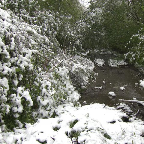 Schnee in Pfalzfeld (Foto: SWR)