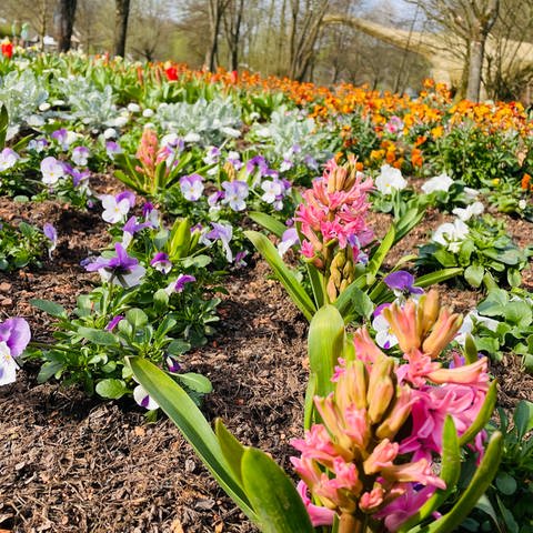 Eine bunte Blumenpracht erwartet die Gartenschau-Besucher.  (Foto: SWR)
