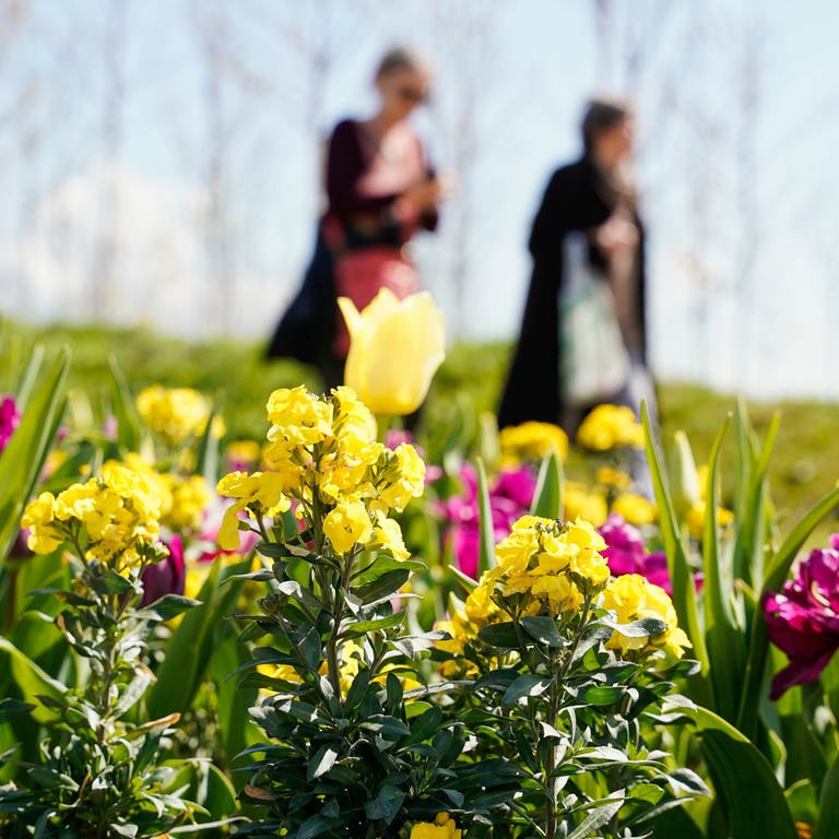 Kaiserslautern will von der BUGA profitieren und pflanzt viele Blumen