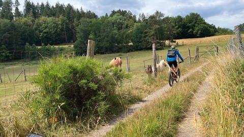 Pfälzerwald: Mountainbiker fährt an Pferdeweide entlang