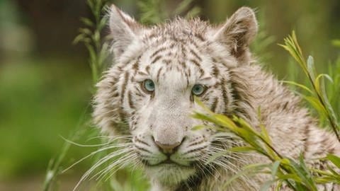 Die weiße Tigerin Charlota zieht bald in die Tierauffangstation in Maßweiler.
