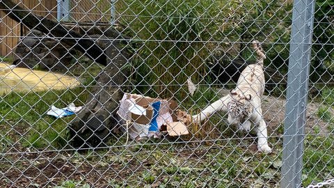 Die weiße Tigerin Charlota freut sich über ihr Geschenk von den Tierpflegern der Auffangstation in Maßweiler.