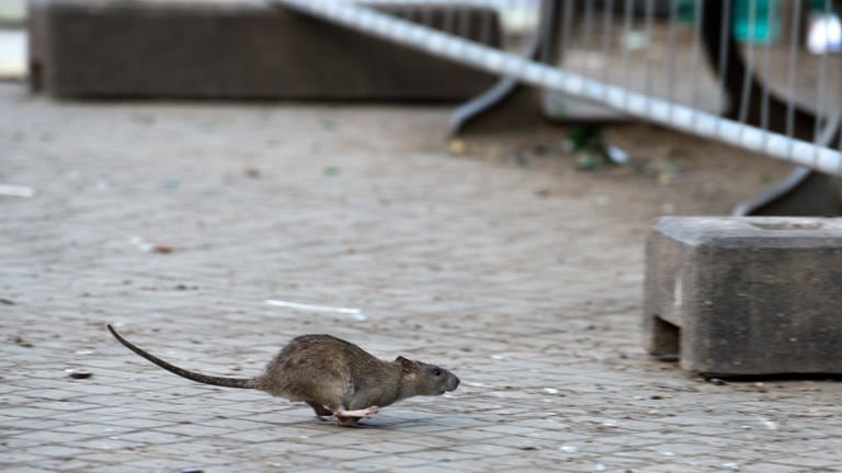 In Primasens gibt es eine Rattenplage und die Stadt legt Giftköder aus. Das Symbolbild zeigt eine Ratte, die über die Straße läuft.