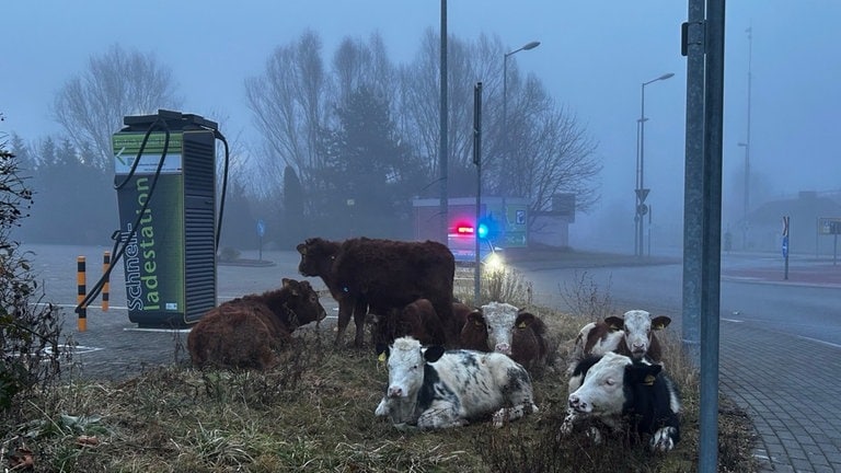 Good News Aus Rheinland Pfalz T Glich Im Live Blog Swr Aktuell