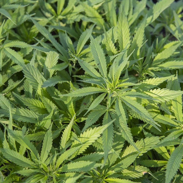 Die Polizei hat in Höhr-Grenzhausen eine Cannabis-Plantage entdeckt.