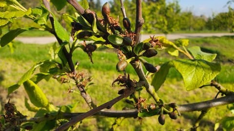 Ein Zwetschgenbaum trägt junge Früchte, die der Frost geschädigt hat. Hohe Verluste in Weinbergen und bei Obstbäumen durch Frost.  