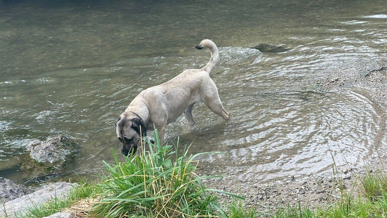 Ausgesetzte Weinberg Welpen So Geht Es Kangal H Ndin Mira Heute Swr